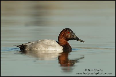 Canvasback (Aythya valisineria)