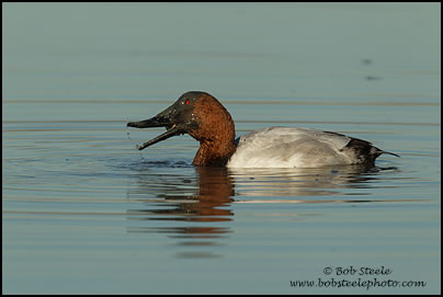 Canvasback (Aythya valisineria)