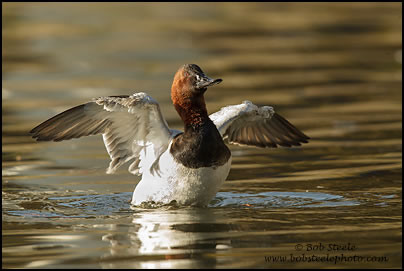 Canvasback (Aythya valisineria)