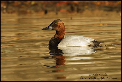 Canvasback (Aythya valisineria)