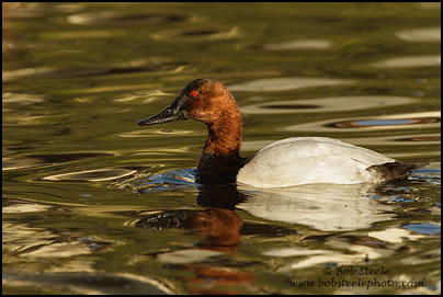 Canvasback (Aythya valisineria)