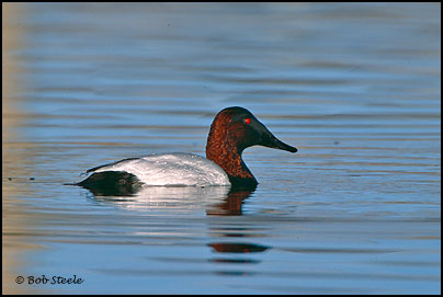 Canvasback (Aythya valisineria)