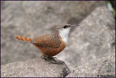 Canyon Wren (Catherpes mexicanus)