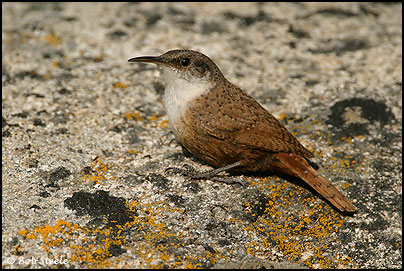Canyon Wren (Catherpes mexicanus)