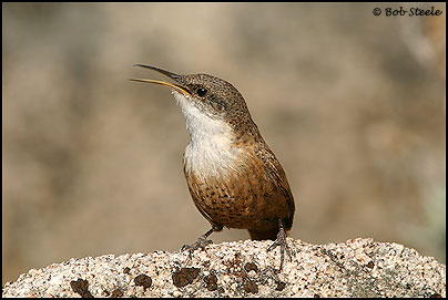 Canyon Wren (Catherpes mexicanus)