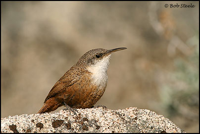Canyon Wren (Catherpes mexicanus)