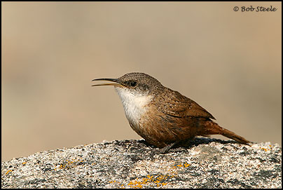 Canyon Wren (Catherpes mexicanus)