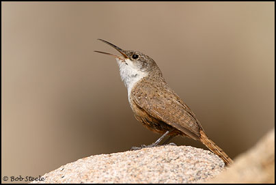Canyon Wren (Catherpes mexicanus)