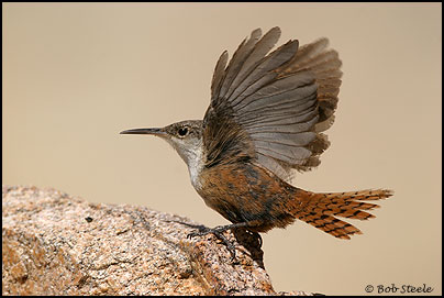Canyon Wren (Catherpes mexicanus)