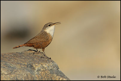 Canyon Wren (Catherpes mexicanus)