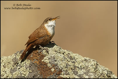 Canyon Wren (Catherpes mexicanus)