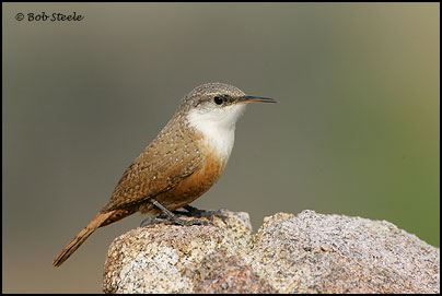 Canyon Wren (Catherpes mexicanus)