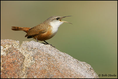 Canyon Wren (Catherpes mexicanus)