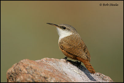 Canyon Wren (Catherpes mexicanus)