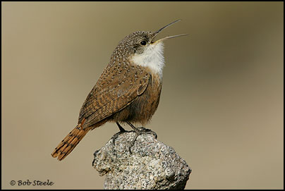 Canyon Wren (Catherpes mexicanus)