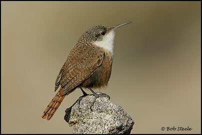 Canyon Wren (Catherpes mexicanus)