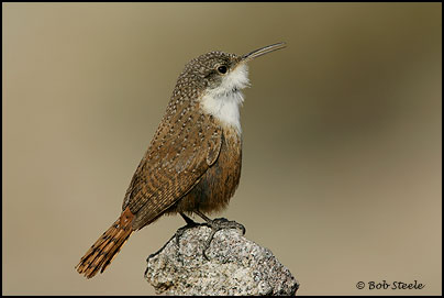 Canyon Wren (Catherpes mexicanus)