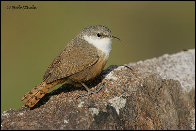 Canyon Wren (Catherpes mexicanus)