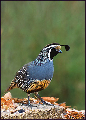 California Quail (Callipepla californica)