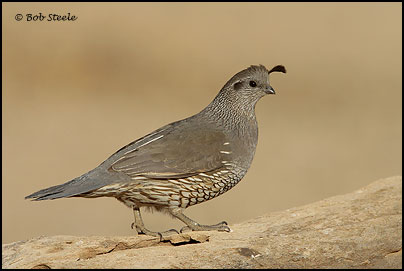 California Quail (Callipepla californica)