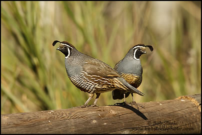 California Quail (Callipepla californica)