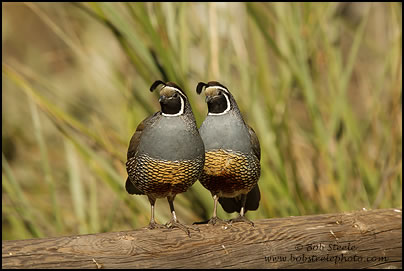 California Quail (Callipepla californica)