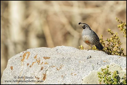 California Quail (Callipepla californica)