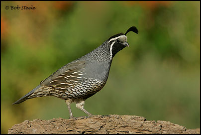 California Quail (Callipepla californica)