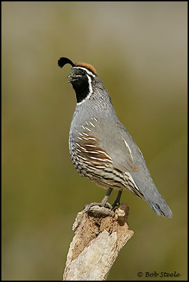 California Quail (Callipepla californica)