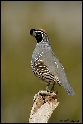 California Quail (Callipepla californica)