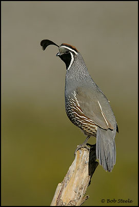 California Quail (Callipepla californica)