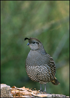 California Quail (Callipepla californica)