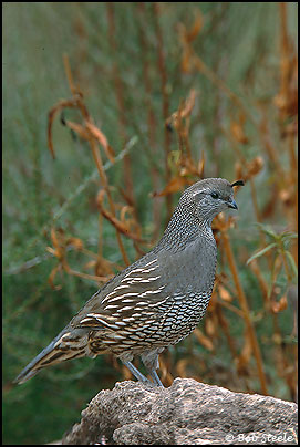 California Quail (Callipepla californica)