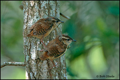 Carolina Wren (Thryothorus ludovicianus)
