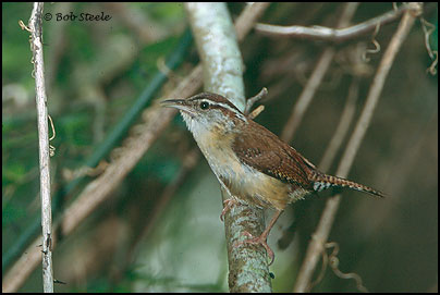 Carolina Wren (Thryothorus ludovicianus)