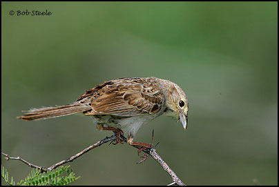 Cassin's Sparrow (Aimophila cassinii)
