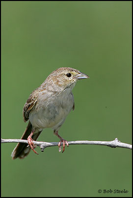 Cassin's Sparrow (Aimophila cassinii)
