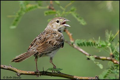 Cassin's Sparrow (Aimophila cassinii)