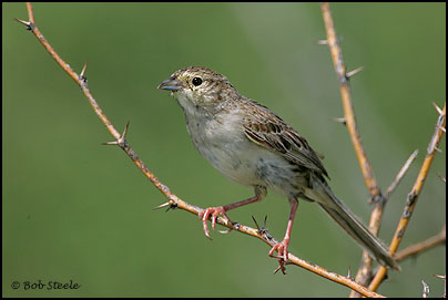 Cassin's Sparrow (Aimophila cassinii)