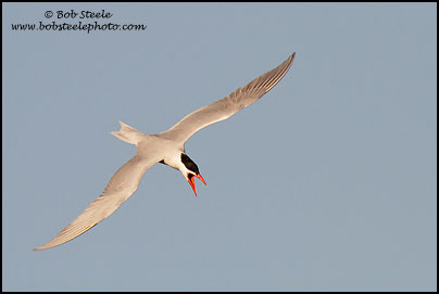 Caspian Tern (Sterna caspia)