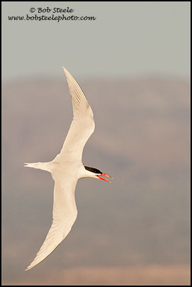 Caspian Tern (Sterna caspia)