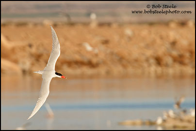 Caspian Tern (Sterna caspia)