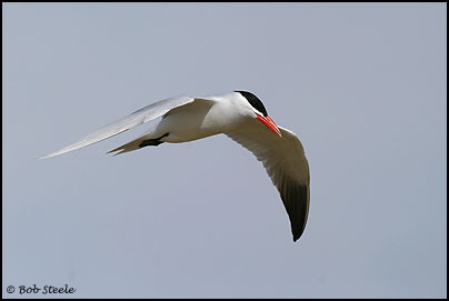 Caspian Tern (Sterna caspia)