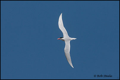 Caspian Tern (Sterna caspia)