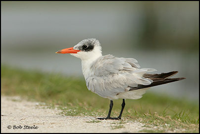 Caspian Tern (Sterna caspia)