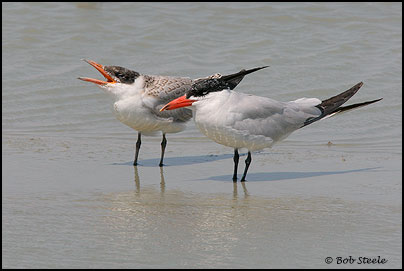 Caspian Tern (Sterna caspia)