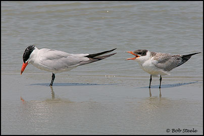 Caspian Tern (Sterna caspia)