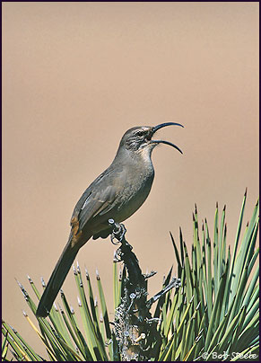 California Thrasher (Toxostoma redivivum)