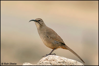 California Thrasher (Toxostoma redivivum)