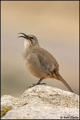 California Thrasher (Toxostoma redivivum)